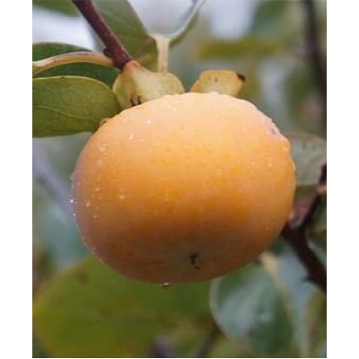 Хурма "Гора Говерла": отзывы и описание сорта